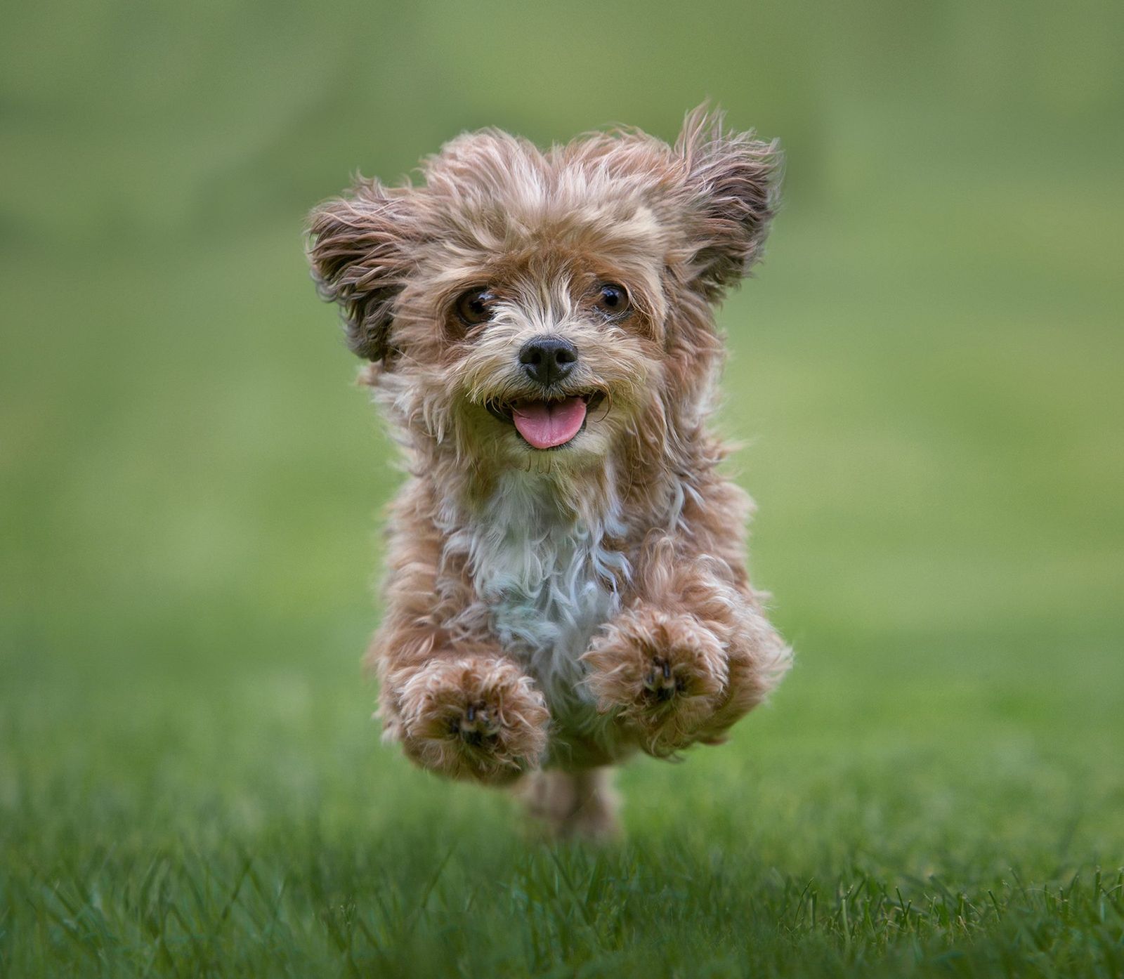 DogCreator