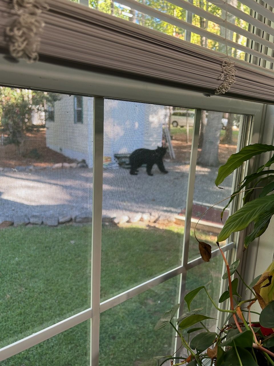 Baby bear strolling by the six pane window, a white shed behind him
