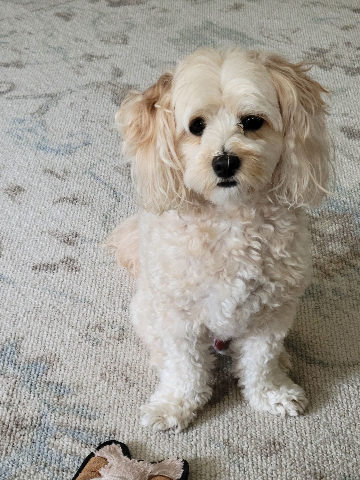 A cute little white dog barking at menacing aliens