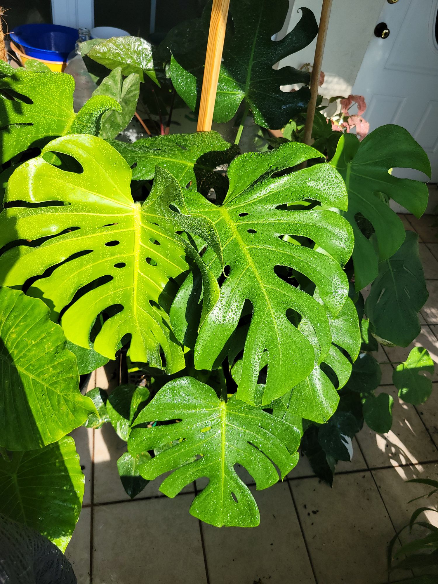 Monstera in the jungle