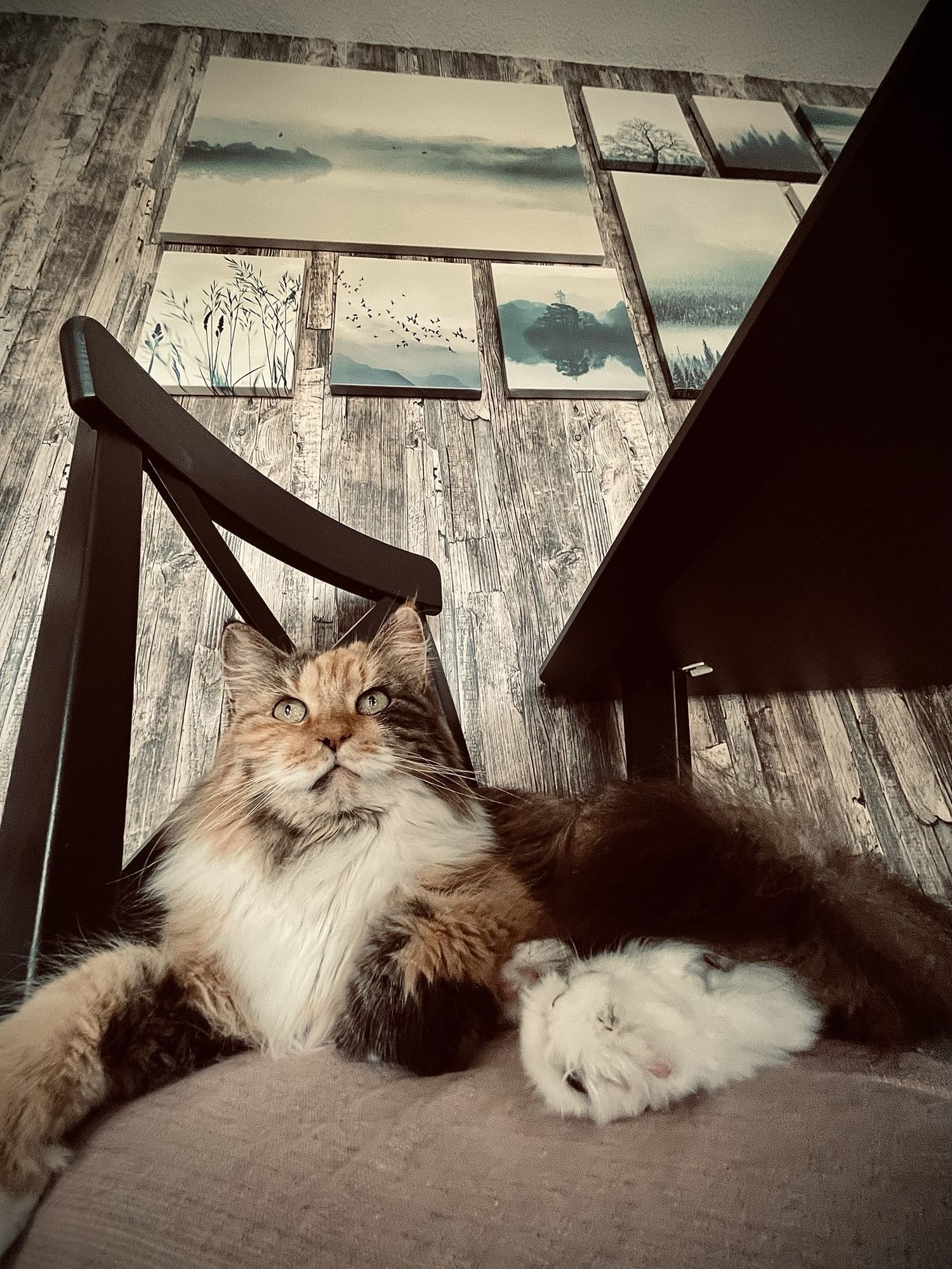 Cat again