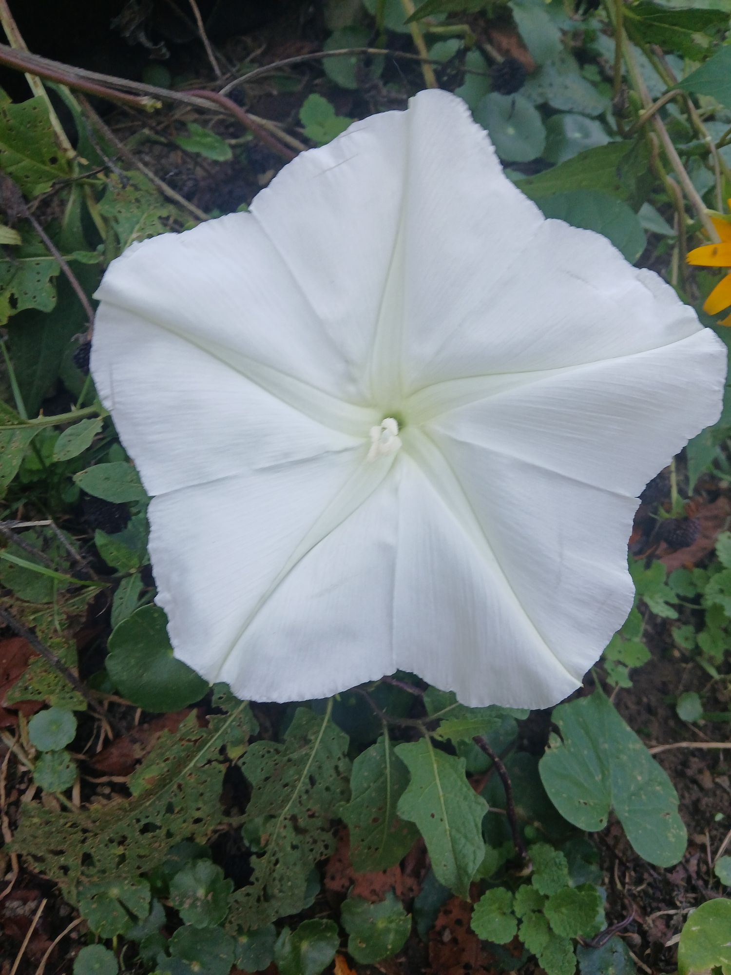 neo-impressionism expressionist style oil painting, smooth post-impressionist impasto acrylic painting, thick layers of colourful textured...