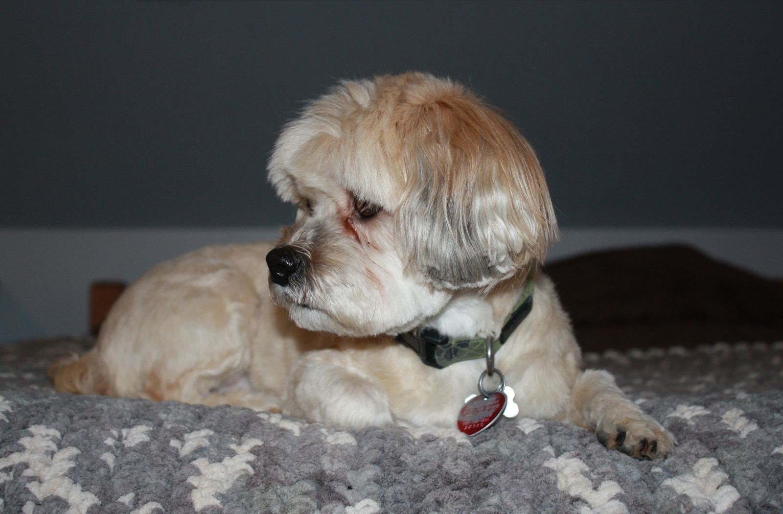 beemalster certified