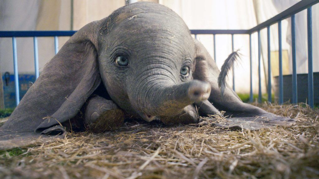 raida sorrengail-riorson