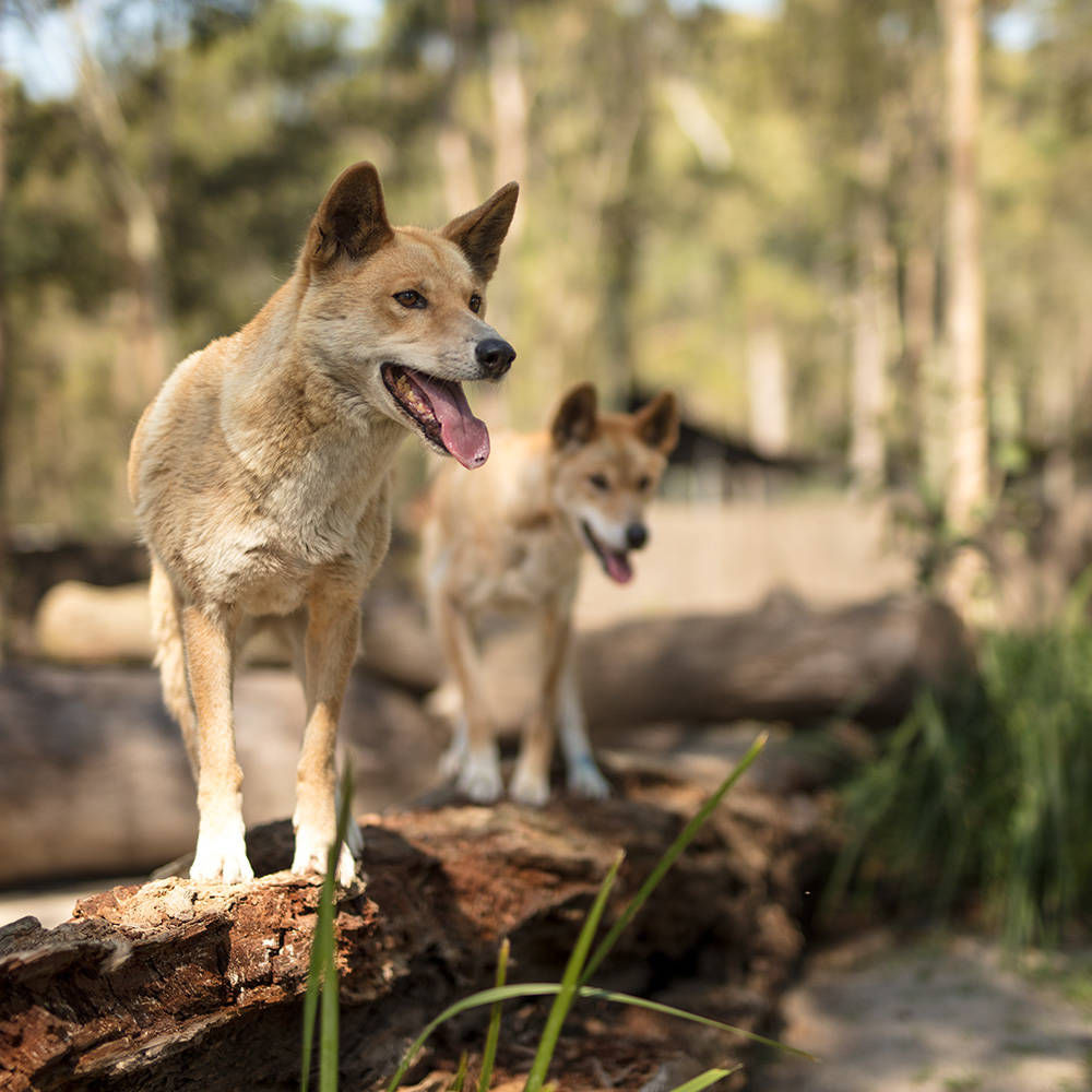 AUSSIE DINGO 