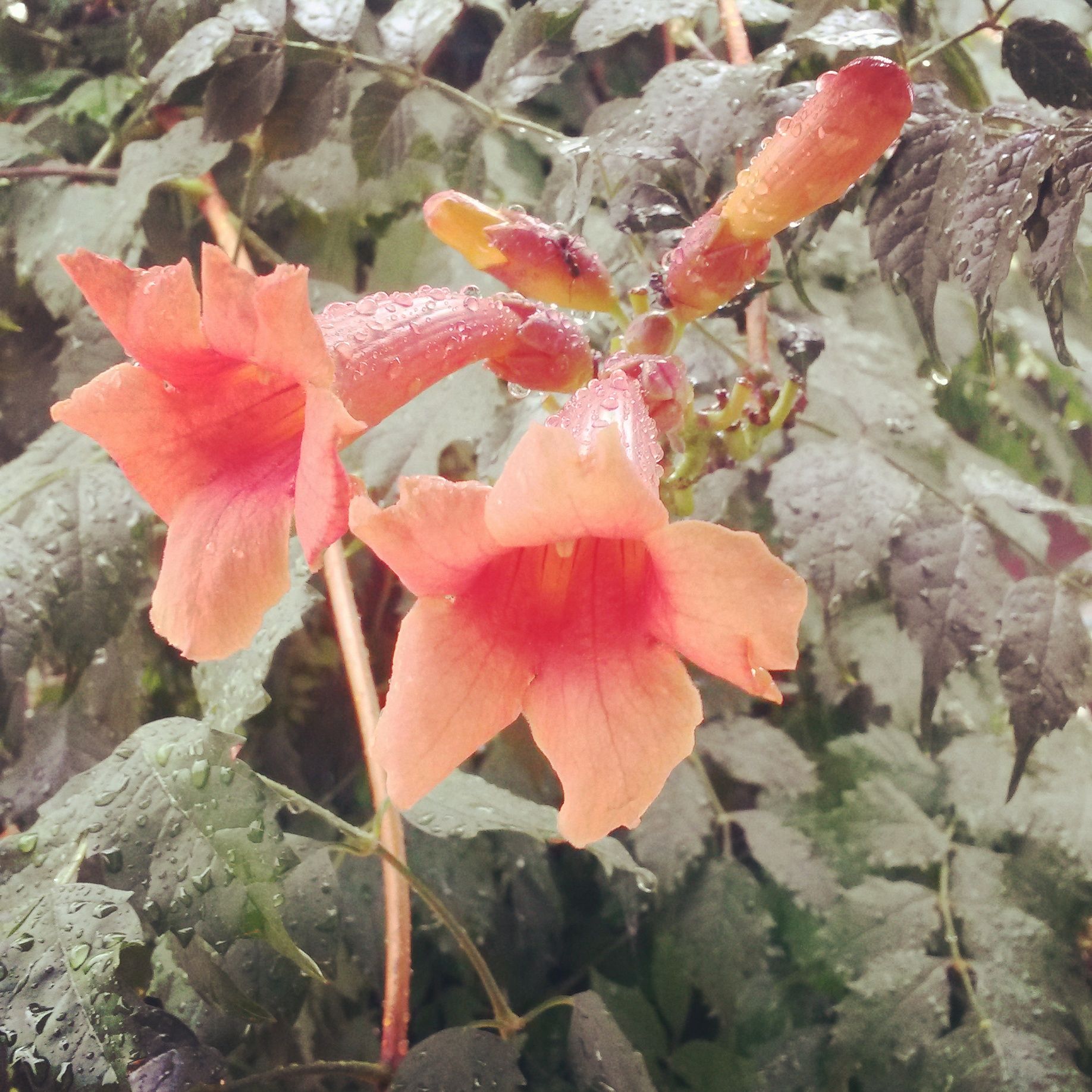 Image uploaded by user