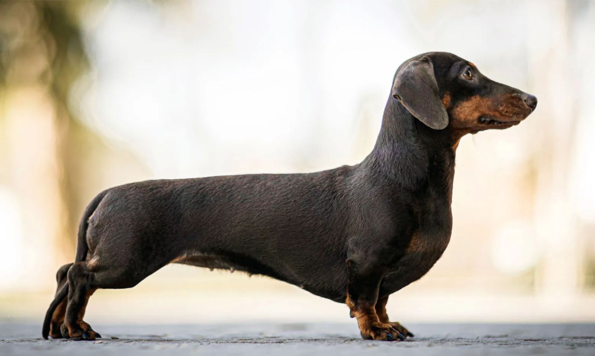 A unique depiction of the strength and beauty of a Dachshund, candid lighting capturing her happiness, watercolor clip art, vector image, fl...