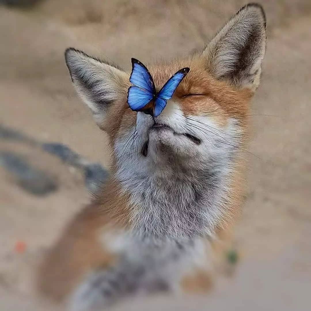 Frostbitten Fox