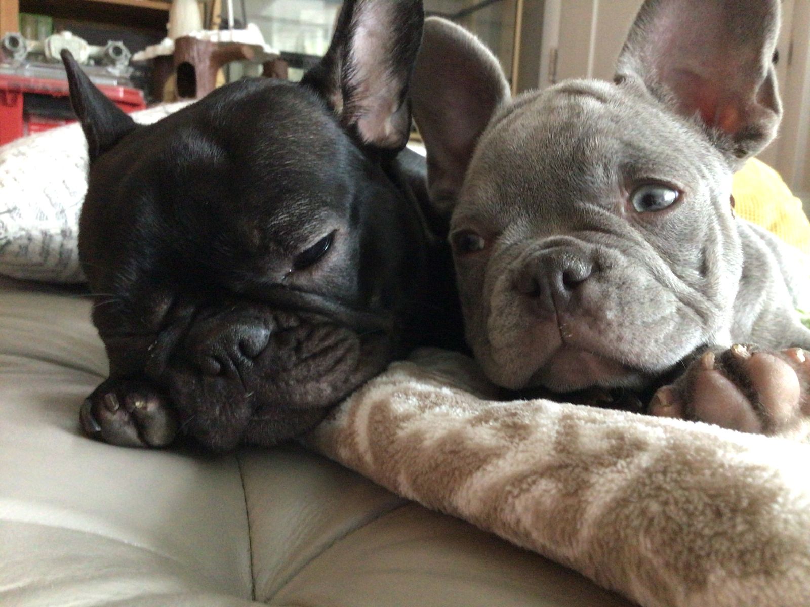 SumiAndEnzo