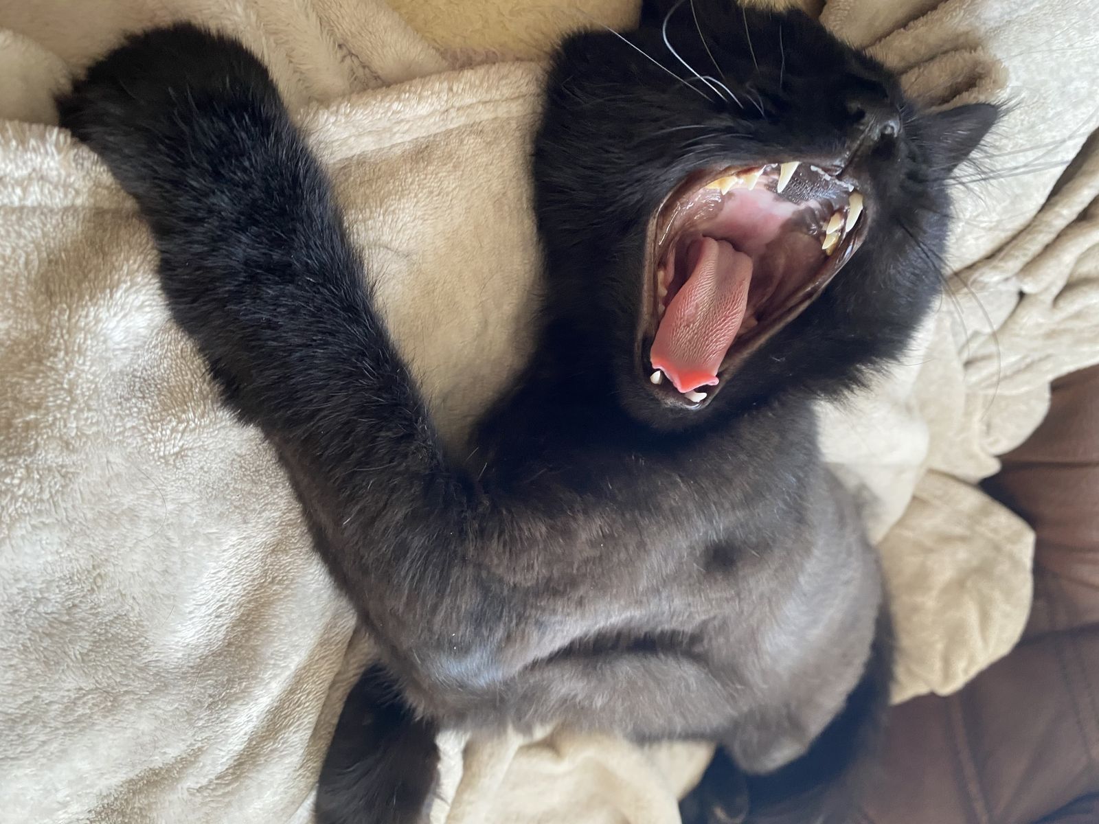 Catfanat