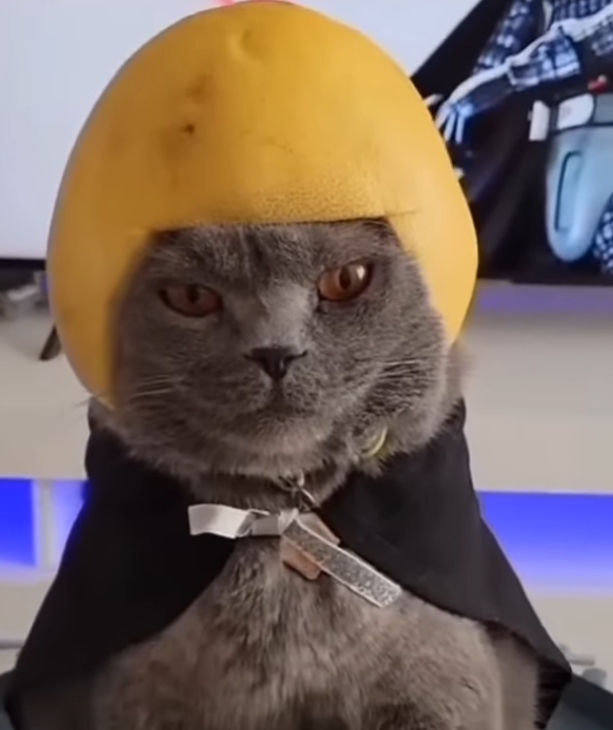 Lemon cat creator