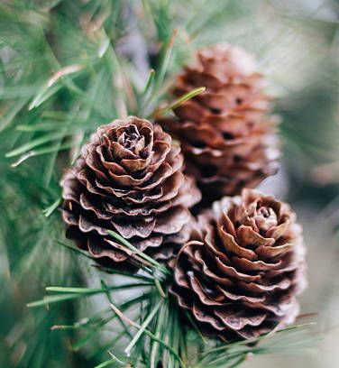 Pinecones