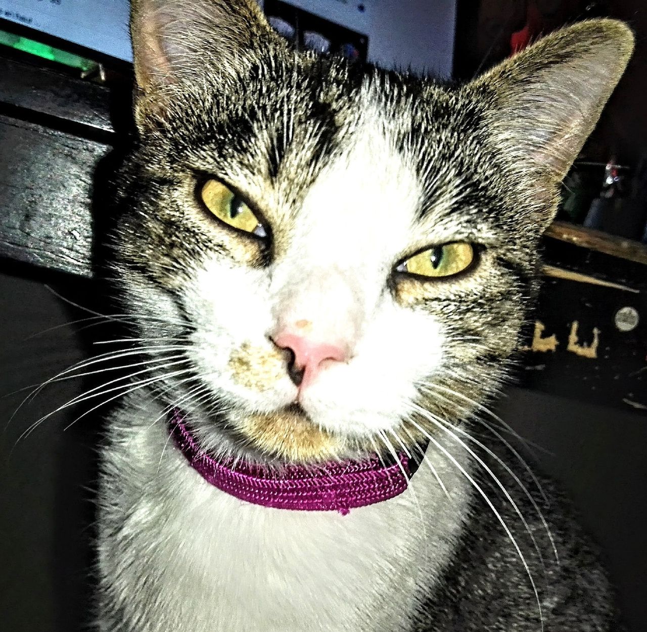 this cat was my best friend, he died but he come's to visit every night in my dreams, his name was Hermès god of thieves and travelers, mak...