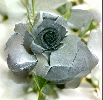 Grey_Rose
