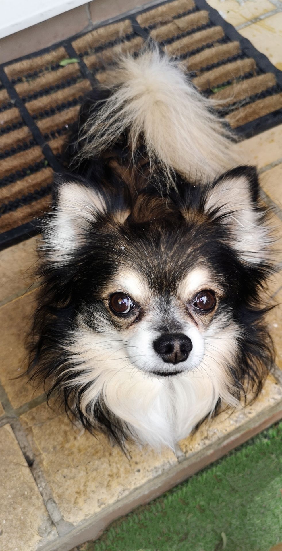 Make my dog an angel