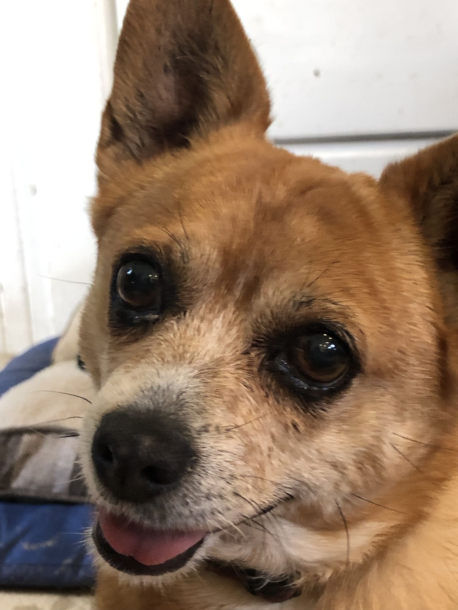 Caleb Maloney Lindquist