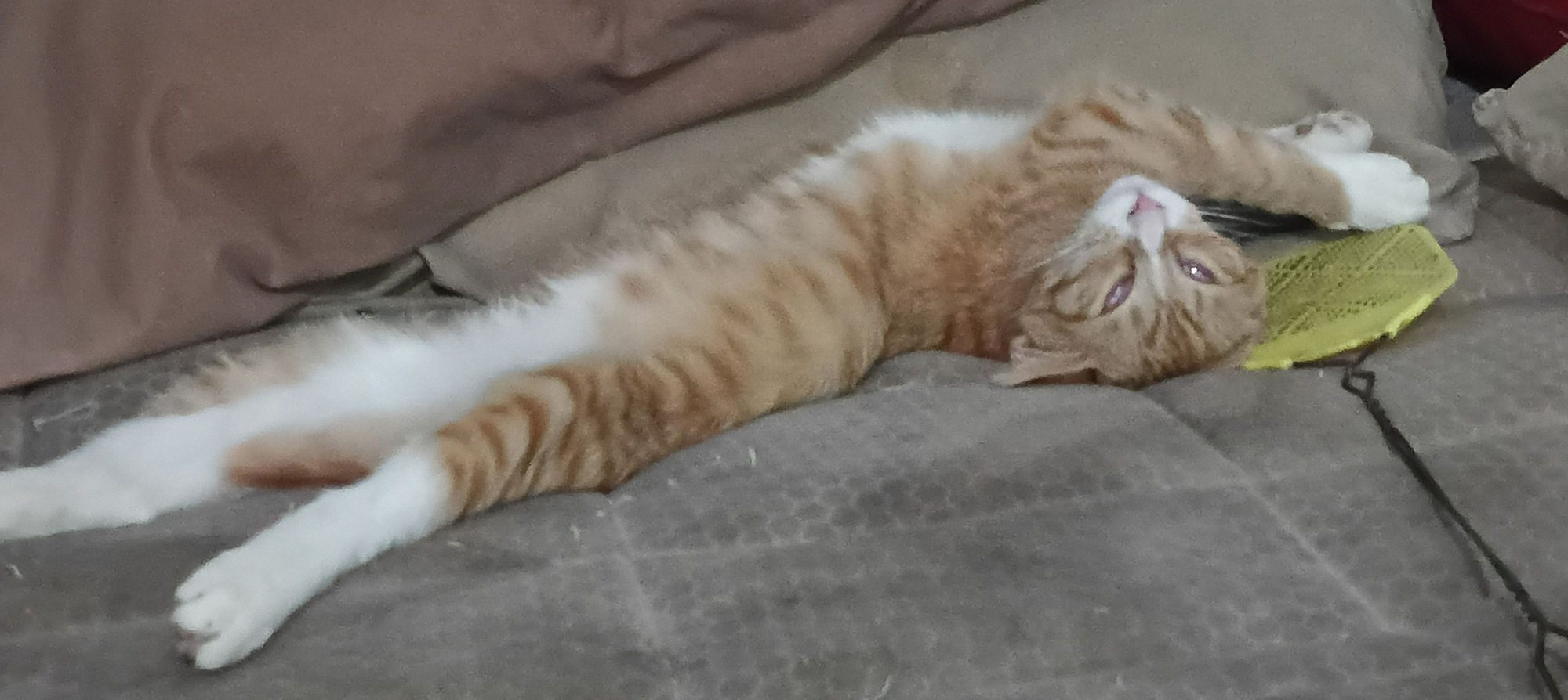 An orange tabby kitten lounging dramatically on a soft bed