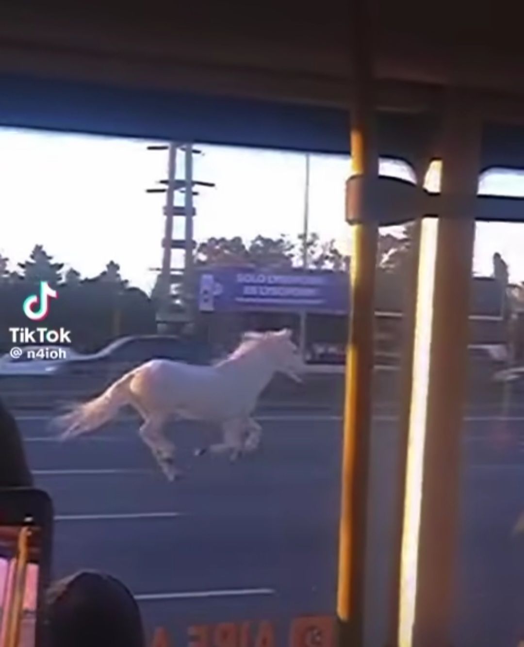White horse running down a highway, point of view from inside a bus
