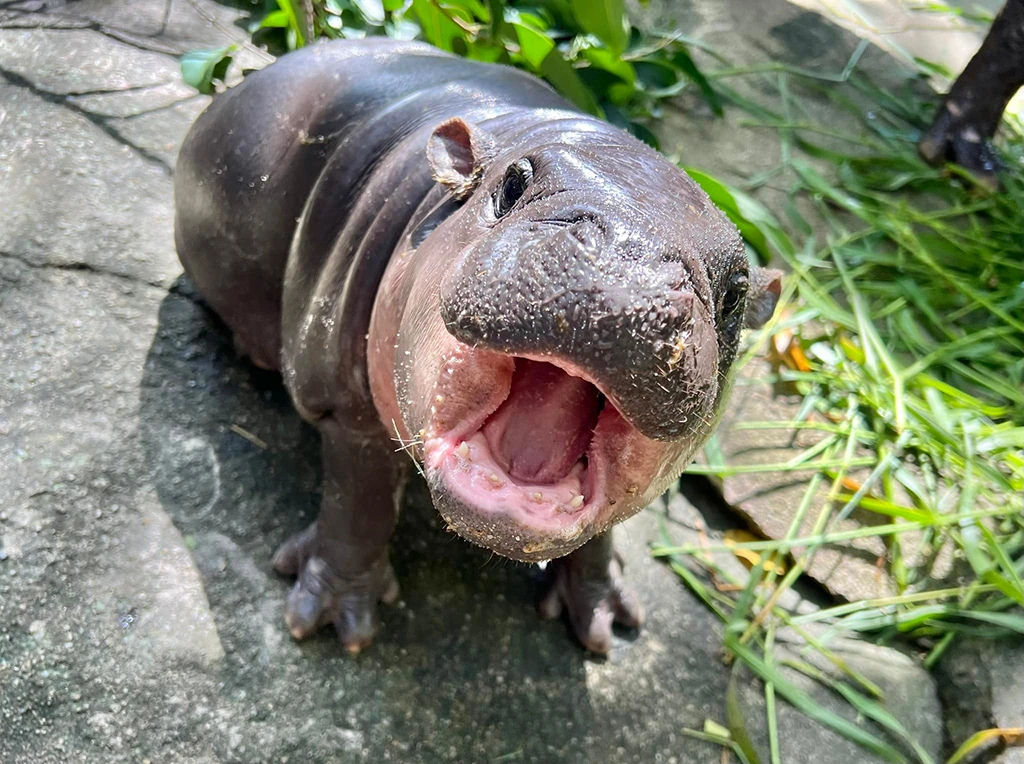 Moo Deng, Pygmy Hippopotamus, reel hippopotamus, 