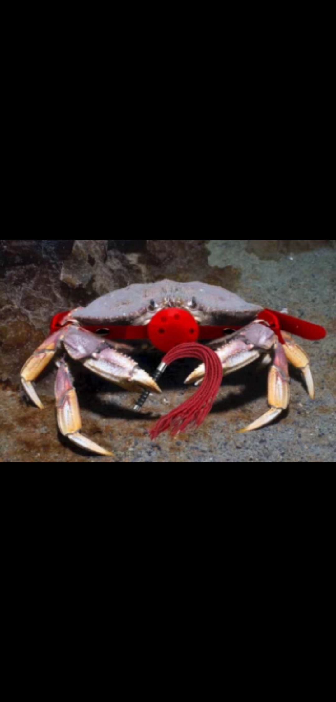 Bad-Crab