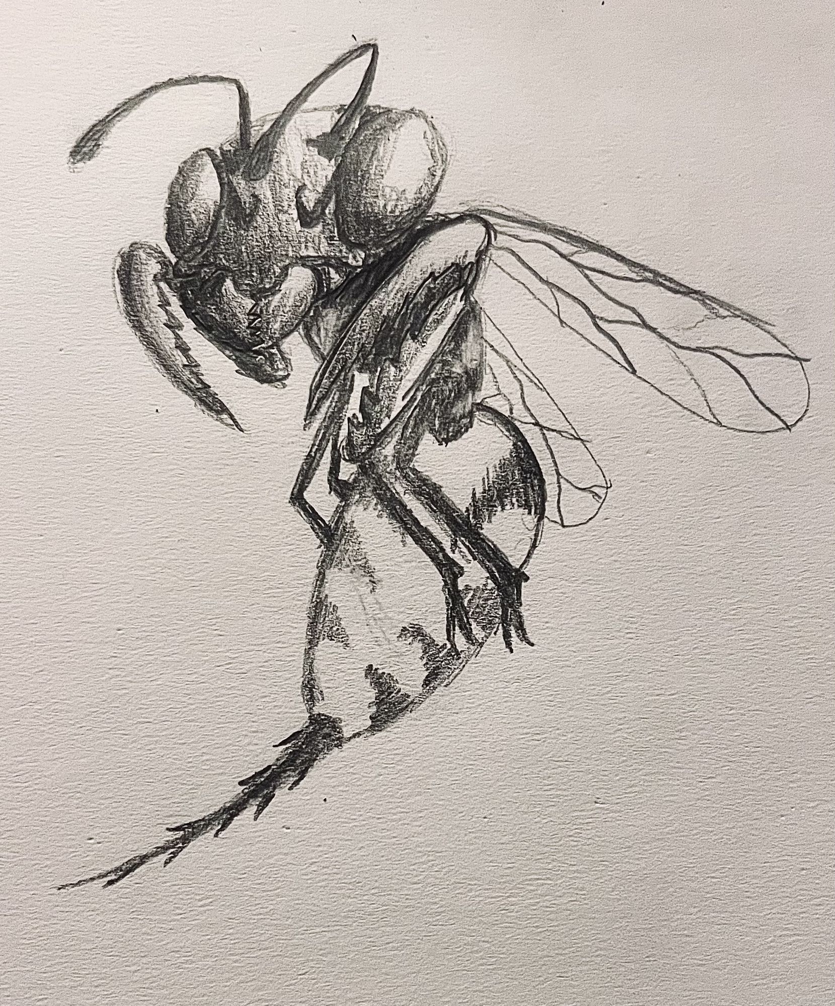 Praying Mantis Wasp