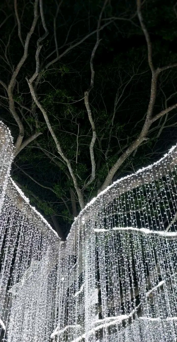 Scarlet Lucille Collins