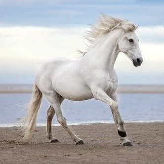 White horse