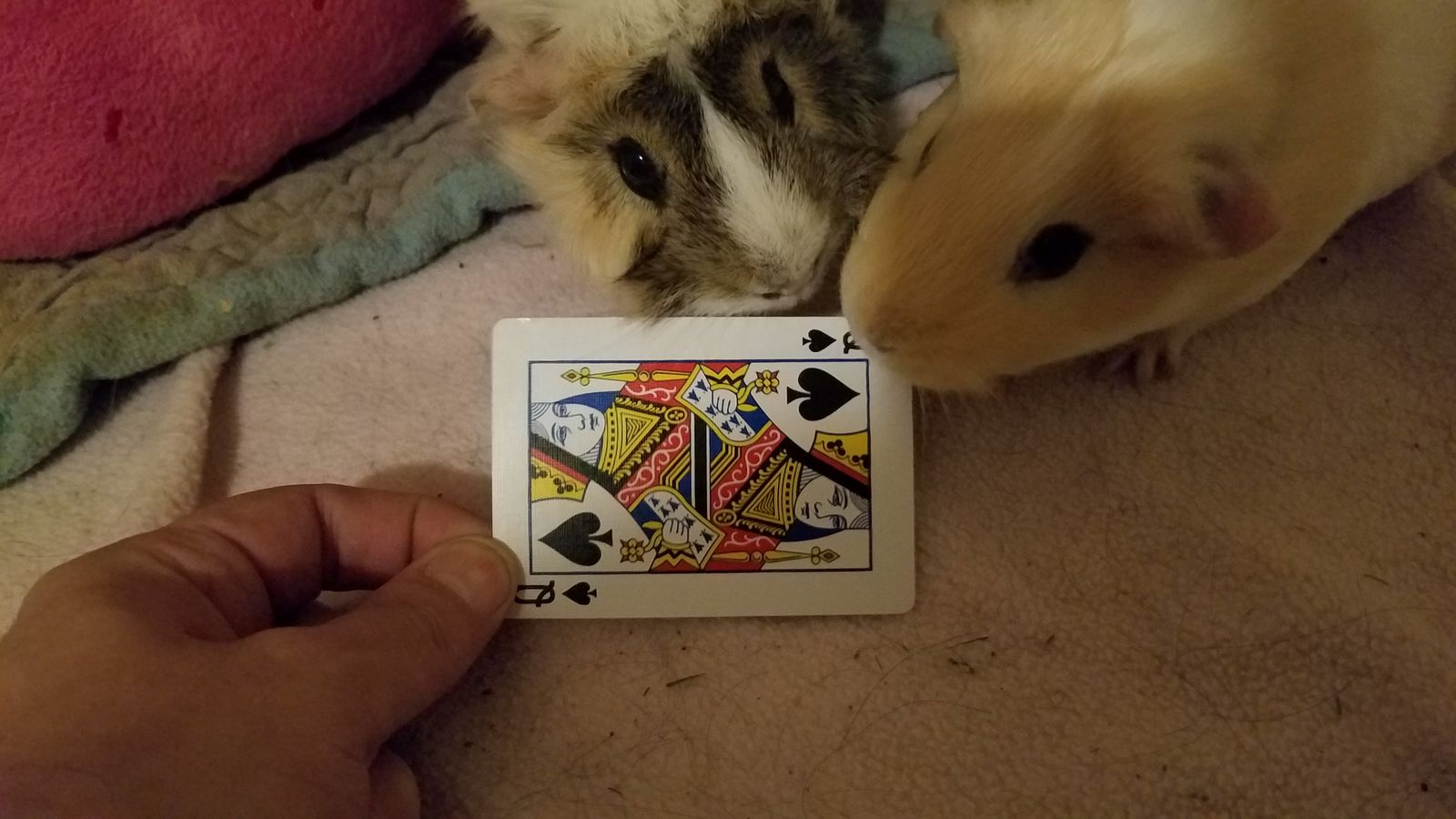 Cards_and_Guinea_pigs