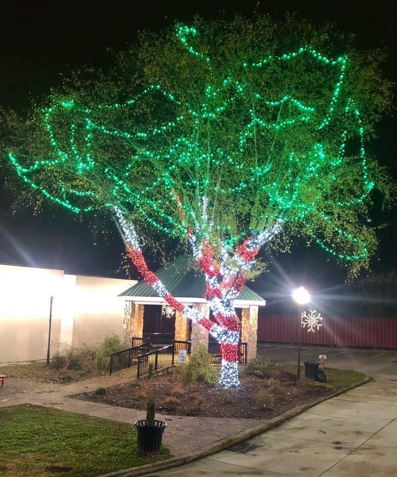 (isolate the tree) tree with bare branches; wrapped with 24 inch bands of alternating red and white mini lights until halfway then all green...