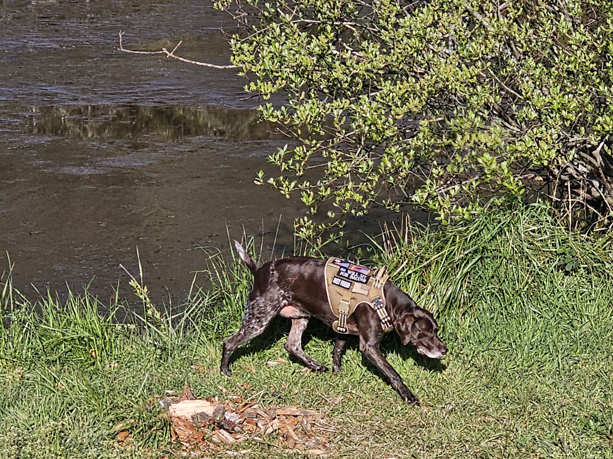 show the dog swimming in the lake - Start Image 1