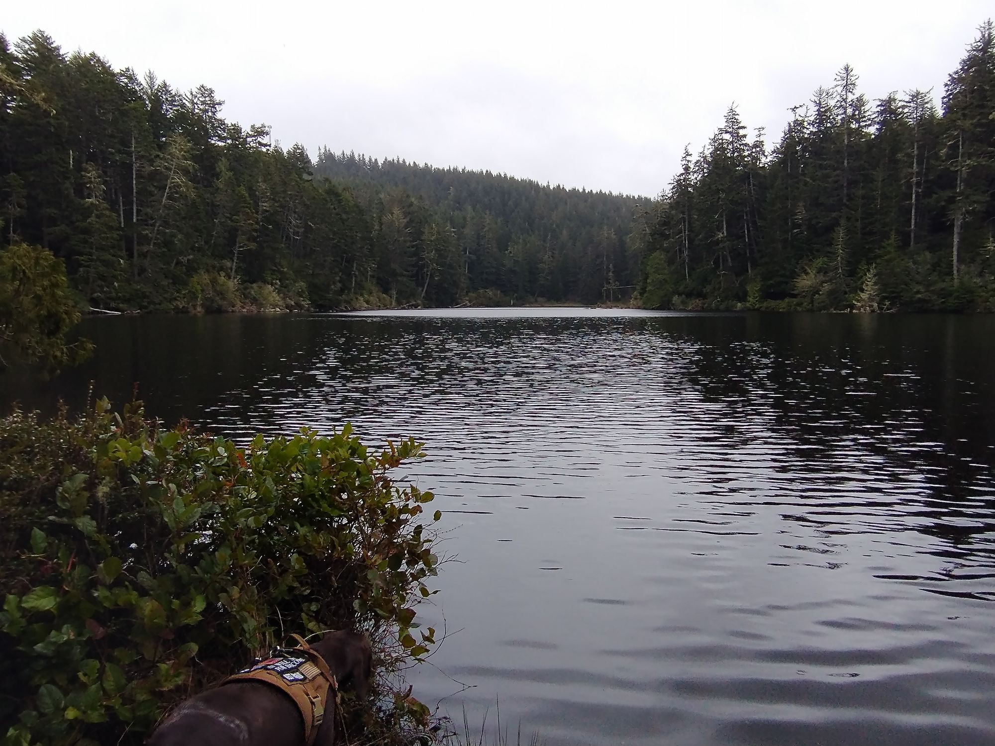 show the dog swimming in the lake - Start Image 2