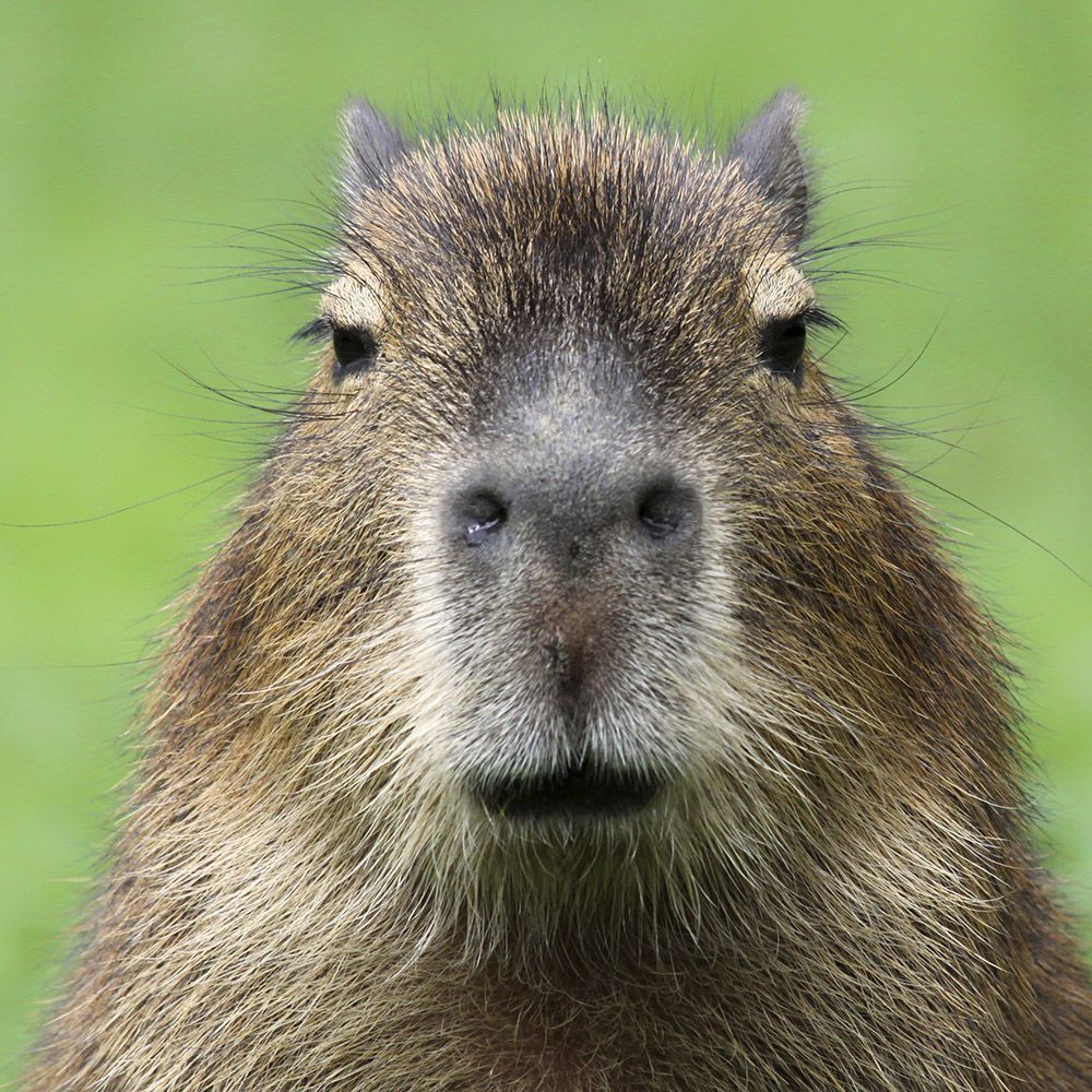 CapybaraMaster