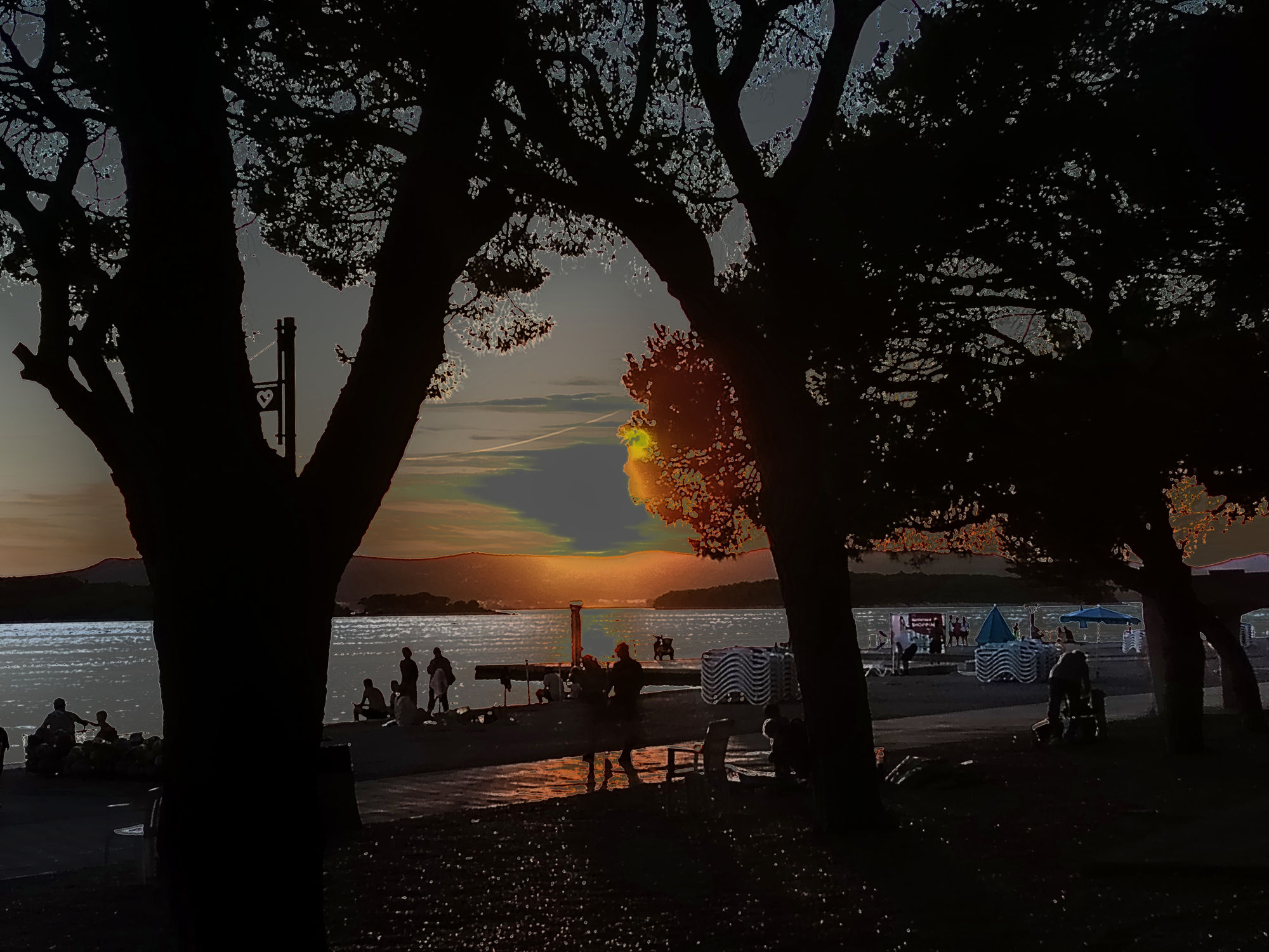 pine forest by the sea, sunset