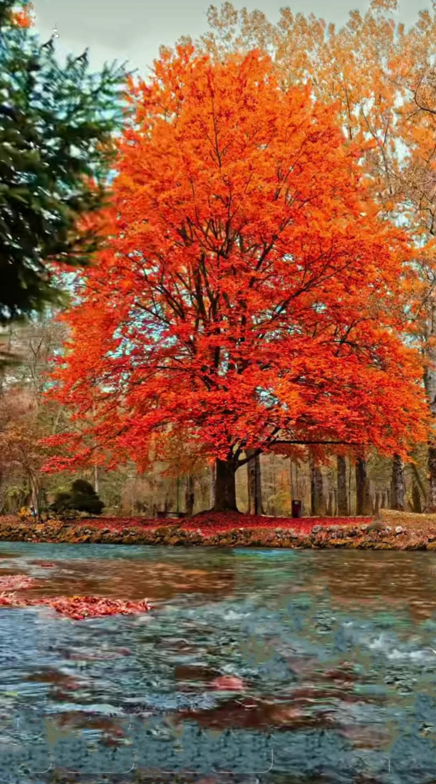 
BLACK AND WHITE PHOTOGRAPH OF AN CONFIRMED TREE