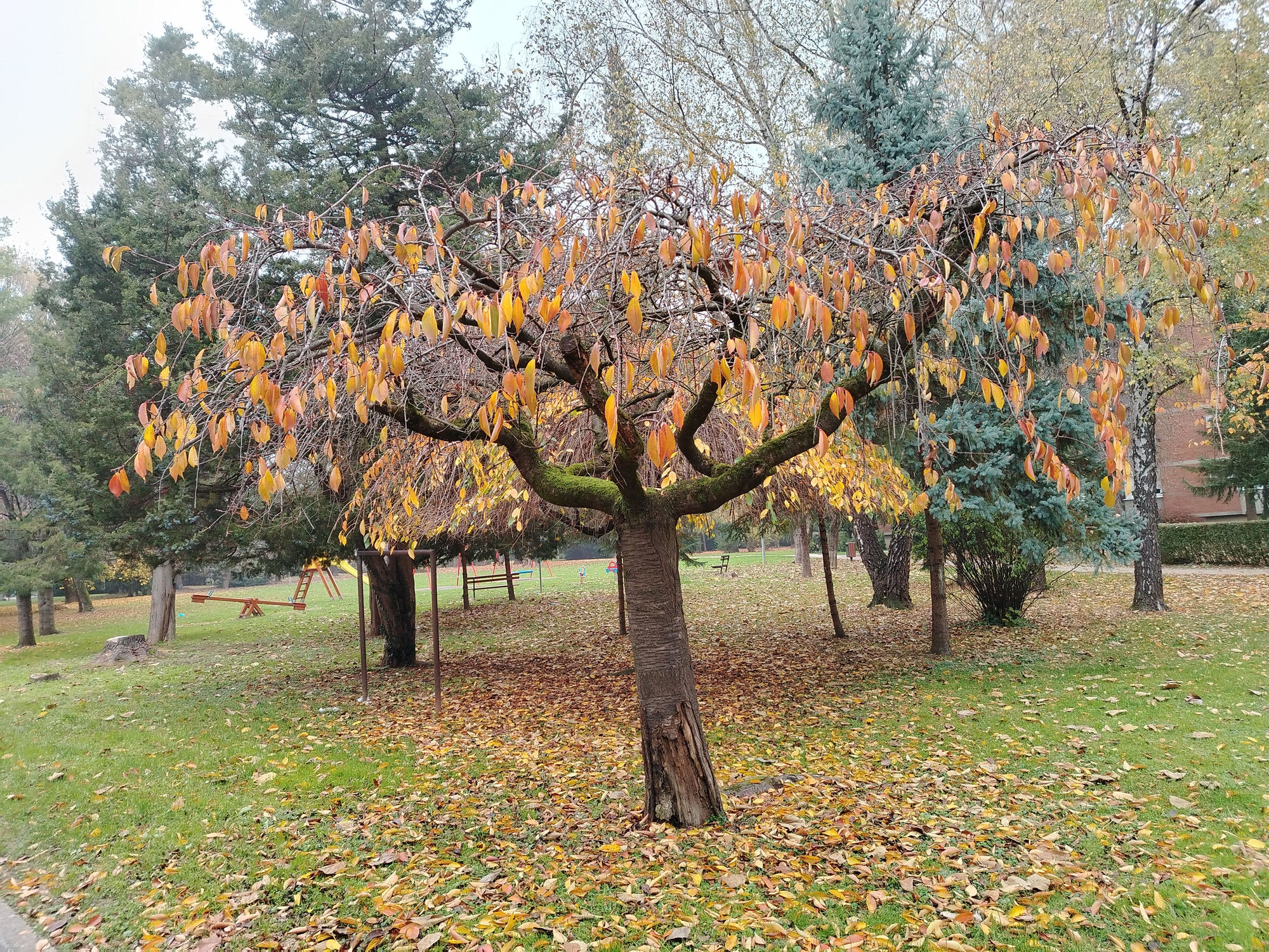 forest, autumn, žuto lišće