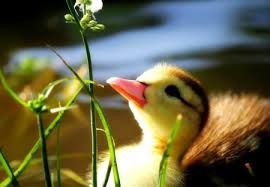 The best person ever lol