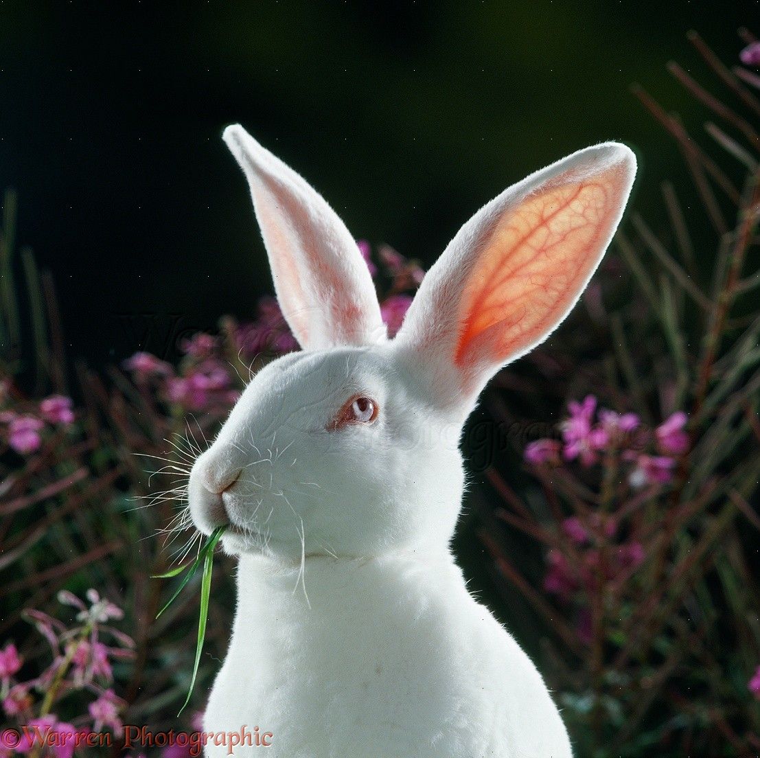 BunBun