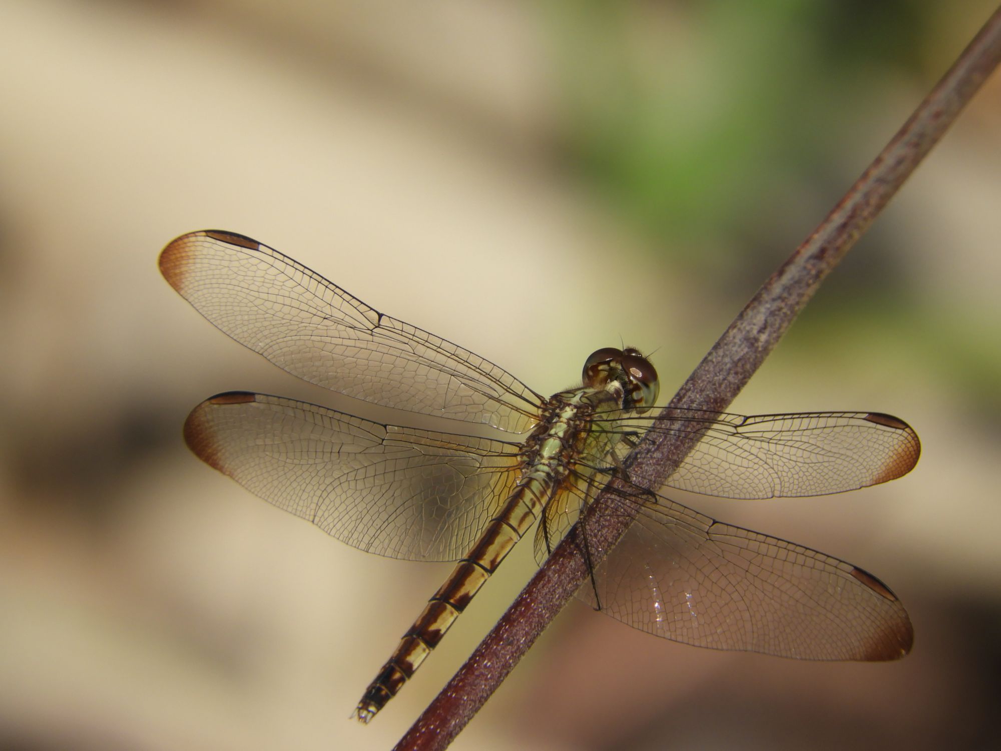 Dragonfly on a sunny day!