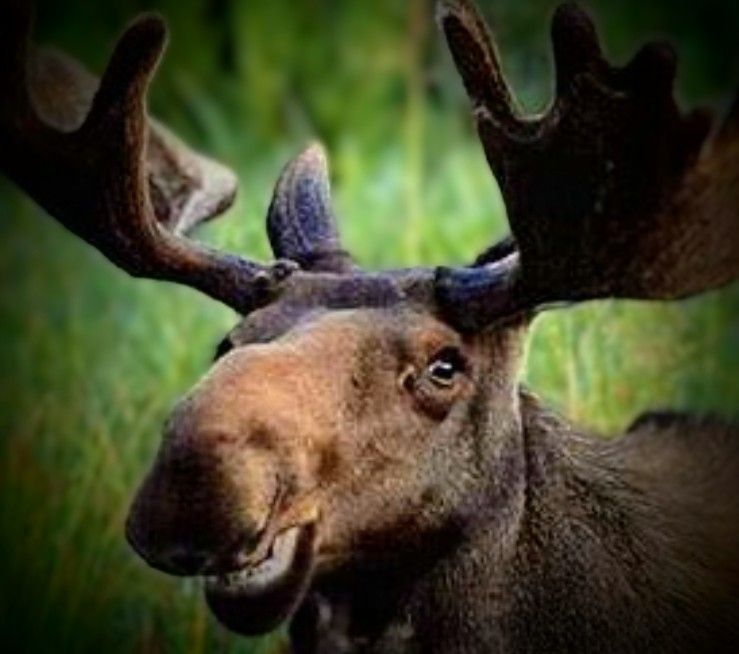 A stoned moose in space abstract vector fractal, wave function