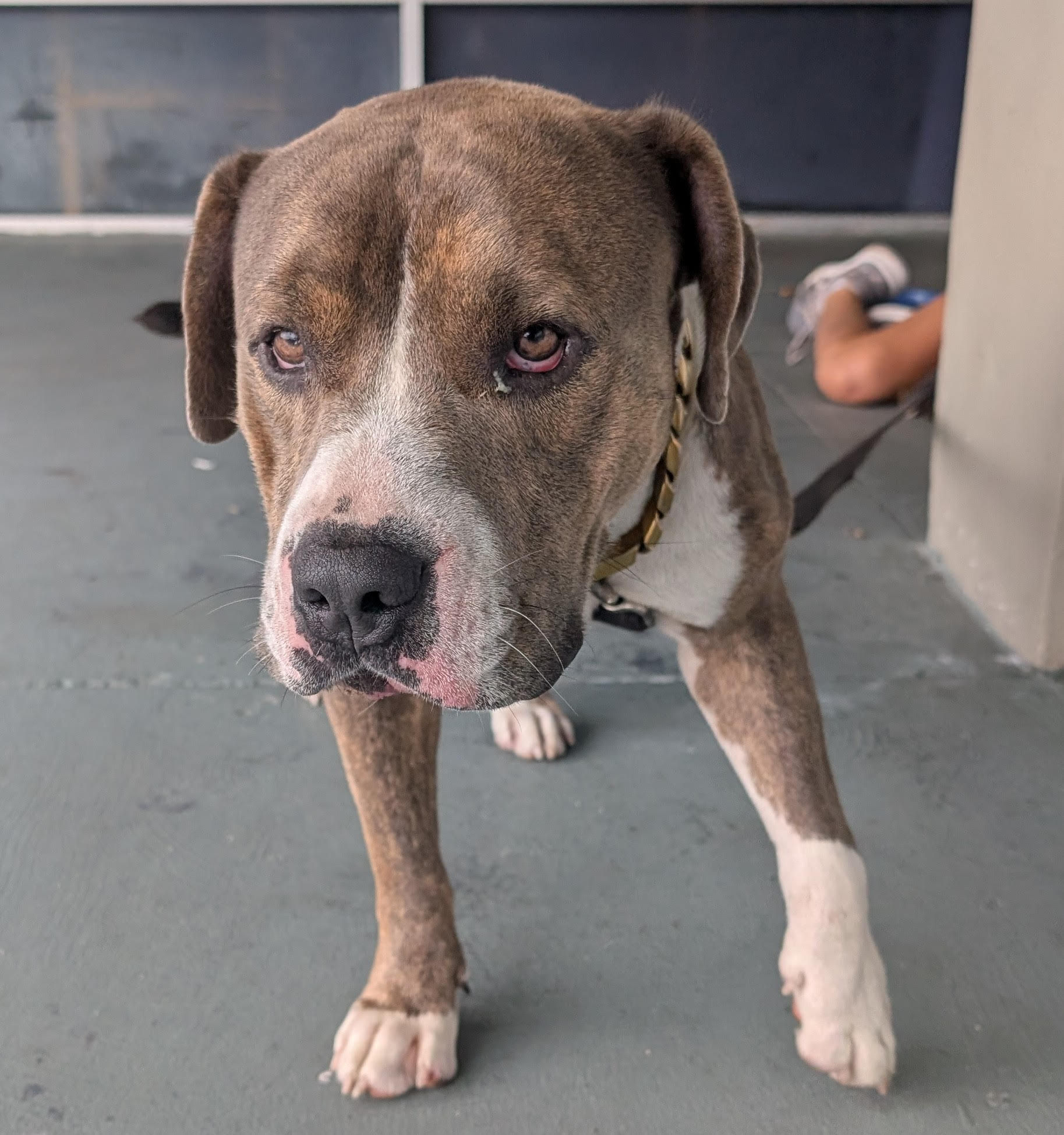 Cinematic photo in a dark city with streetlights lighting up the streets. The Pitbull in the photo wearing a superman cape and standing over...
