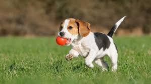 Gael Gonzalez Santos