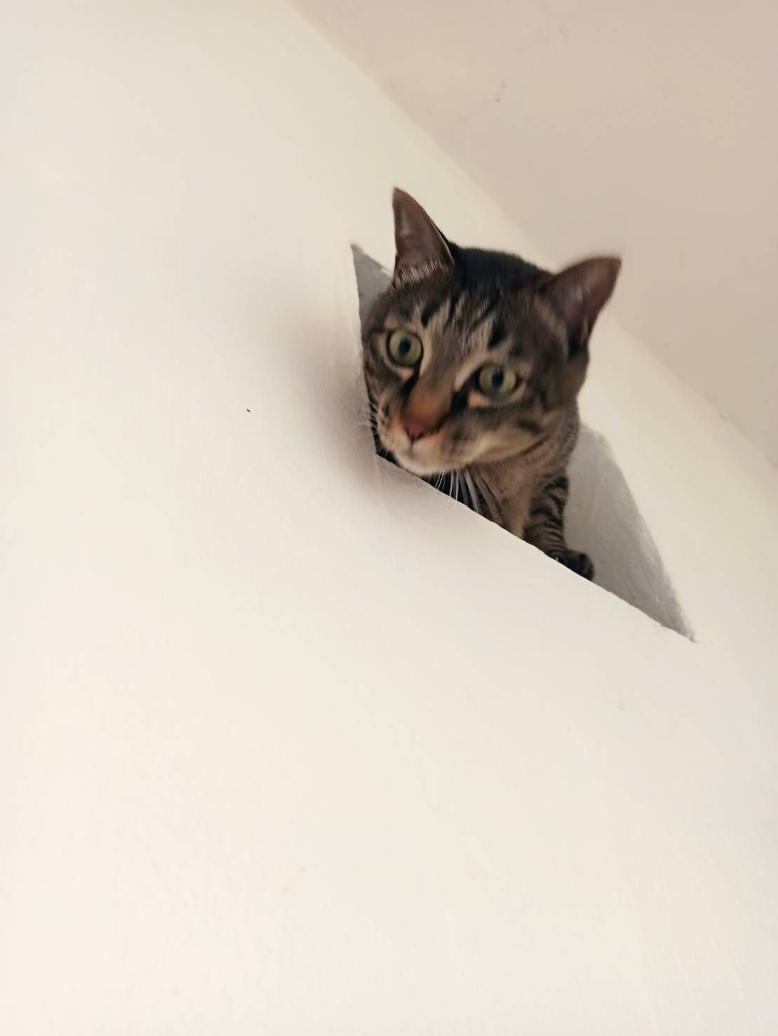 detailed matte painting, deep color, fantastical, intricate detail, splash screen, complementary colors, fantasy concept art, 8k resolution...