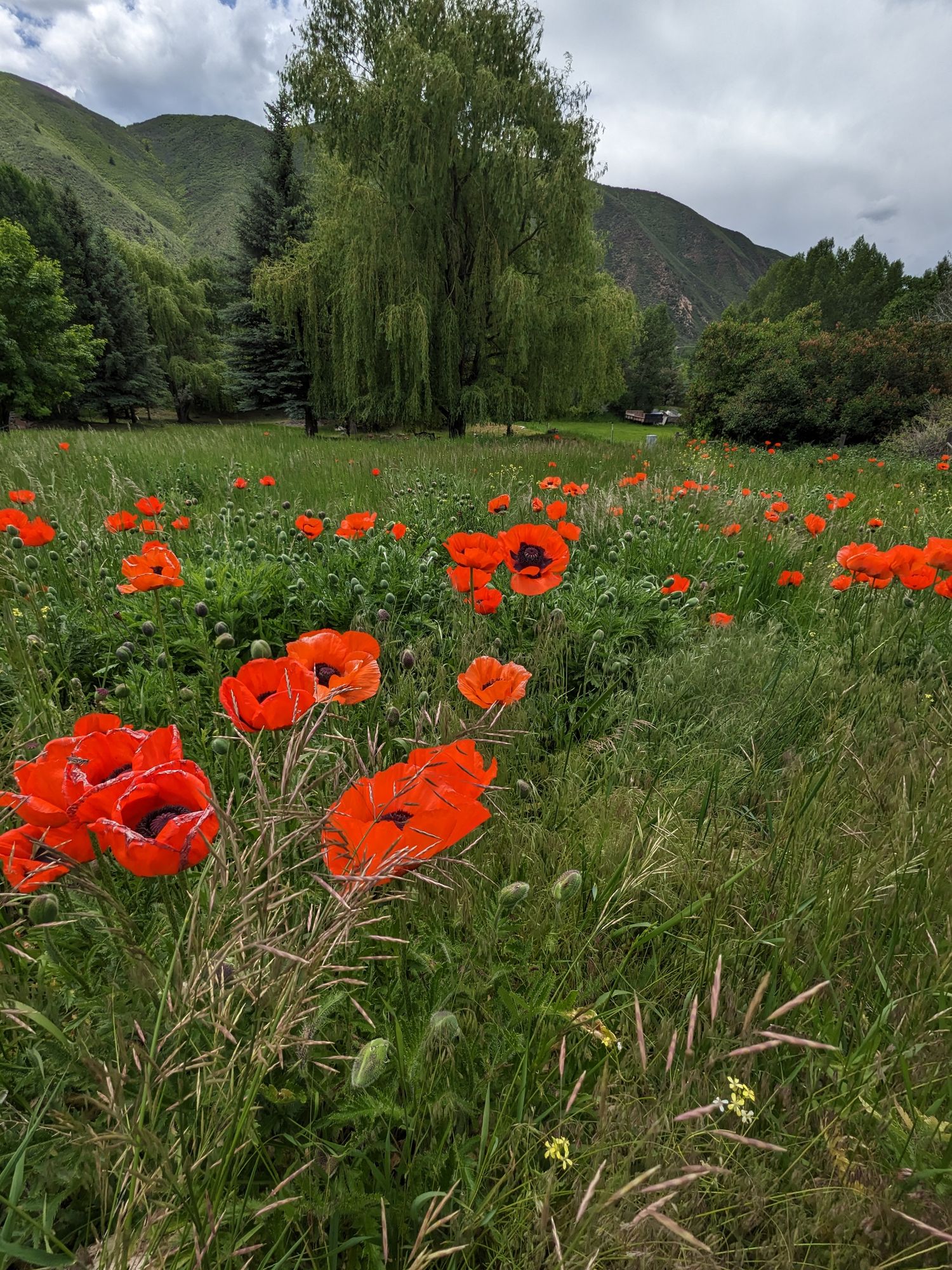 Poppies field in the mountains