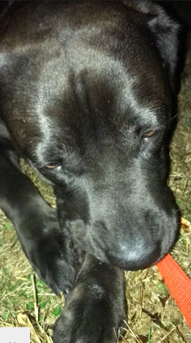 Parker Head - Student