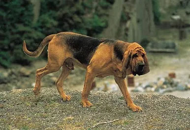A solitary, ancient train station cloaked in perpetual twilight, with fog swirling around colossal, gargoyle-adorned architecture. 