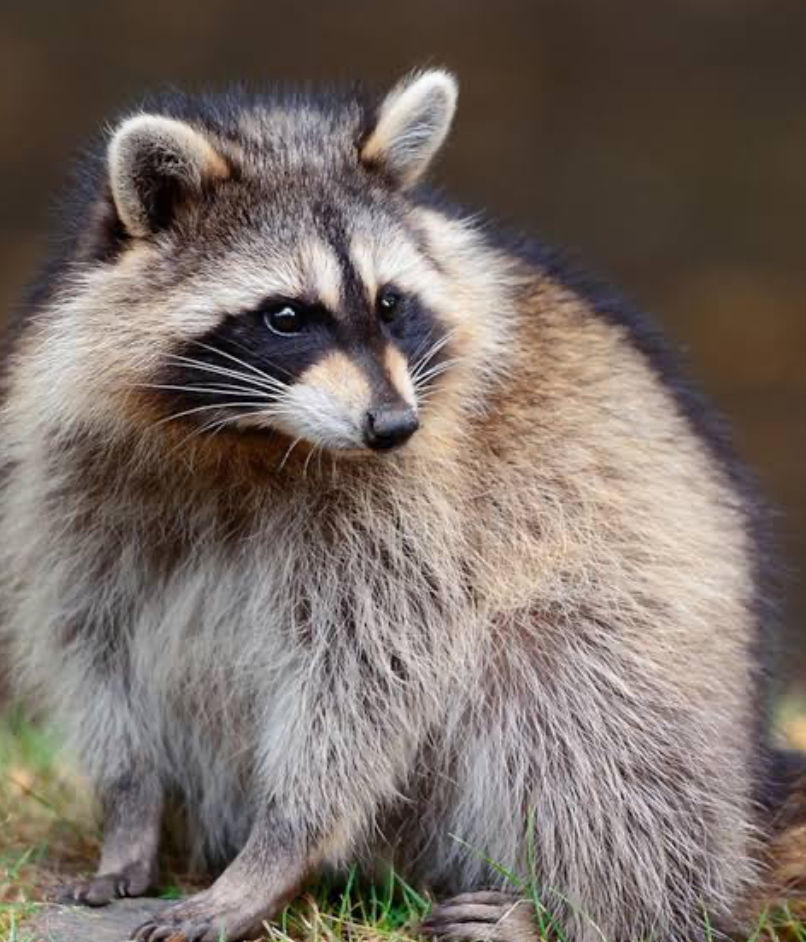 Raccoon