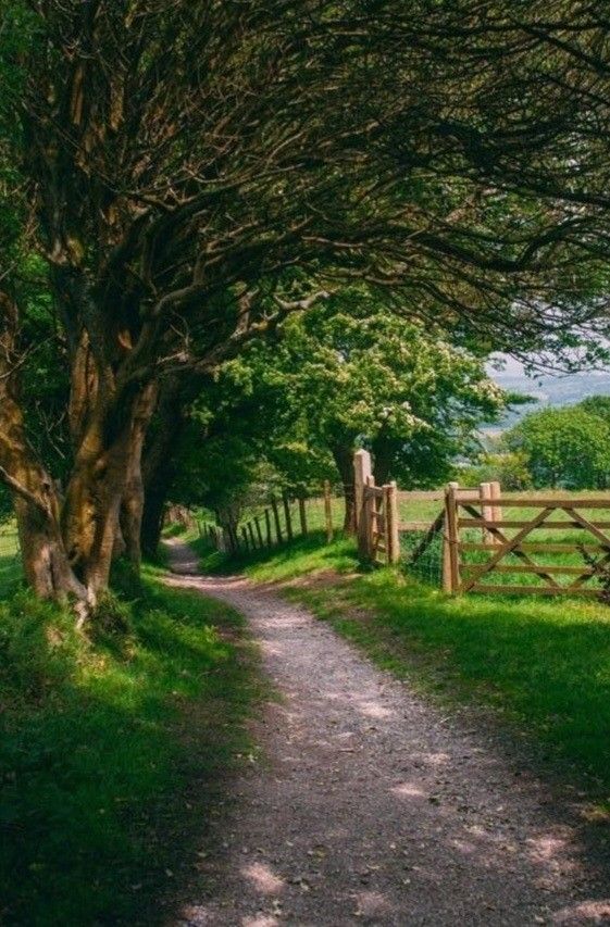 The road to the farm 