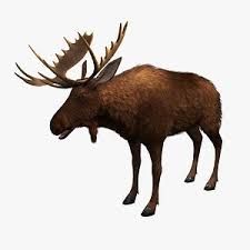 TOTALLY not a moose