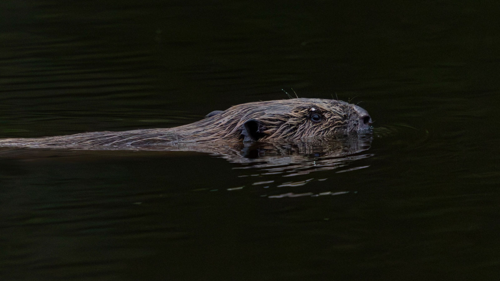 a close-up of a beaver with sleek brown fur and sharp eyes glides through crystal clear lake.