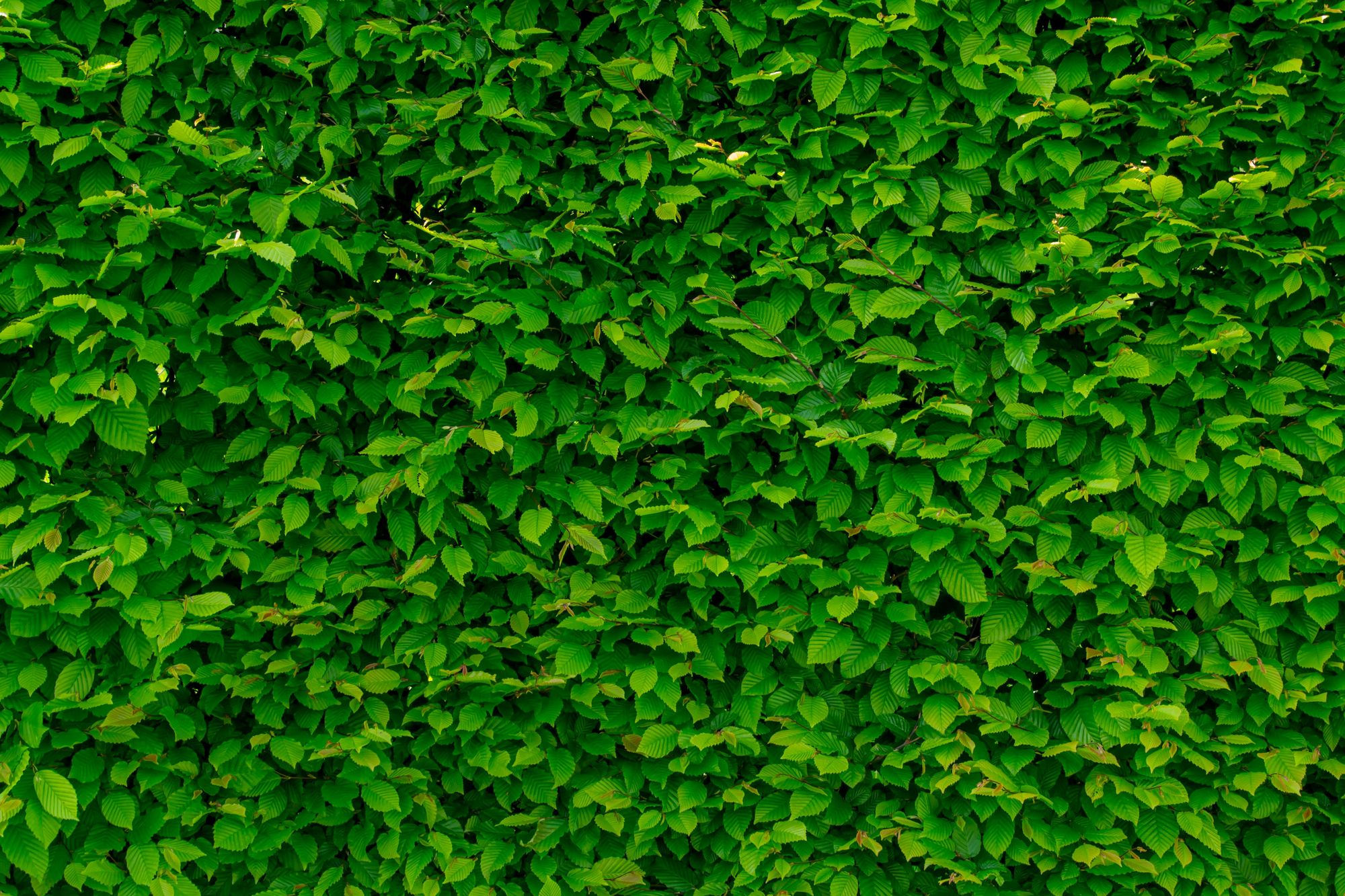 cottagecore greenery background
